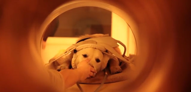 study dogs emotions studio-dogs-emotions